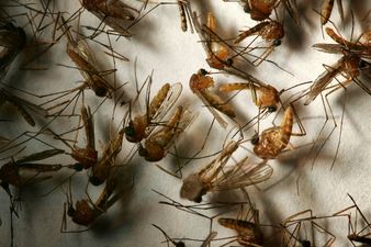 Scientists say they have bred a new type of mosquito that can resist malaria