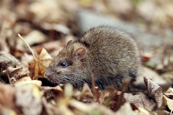 Fears grow over increase in giant rats that are immune to poison in Ireland over winter months