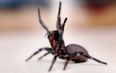 Police respond to ‘violent domestic’ at 2am, turns out to be man screaming at a spider