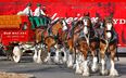 The Budweiser Clydesdale Horses: 7 things you may not know