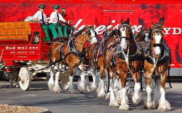The Budweiser Clydesdale Horses: 7 things you may not know