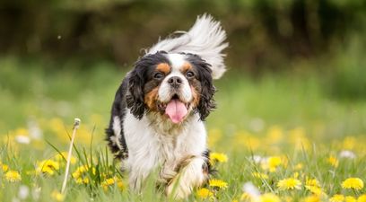 There is a national petition going around to make pubs and cafes more dog-friendly
