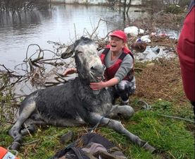 PIC: The smiling donkey that was rescued from a flood in Kerry is the star of the photo of the year