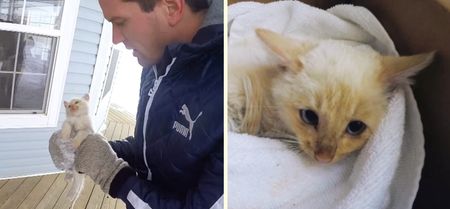 VIDEO: Family finds kitten frozen in the snow and their son miraculously saves its life