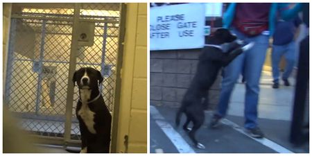 VIDEO: Watch the heart-warming reaction of this timid dog when it realises he’s being adopted