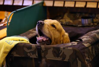 PIC: This dog in Laois shed a WHOLE other dog and it’s mad looking