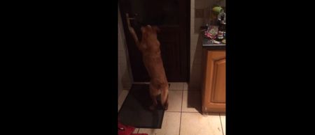 VIDEO: This dog in Down can open and close doors like a human and it’s great