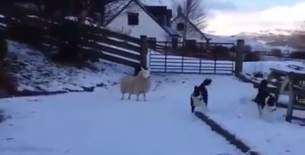 VIDEO: The sheep that thinks it’s a dog has gone viral all over again and it’s wonderful