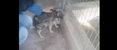 VIDEO: This abused dog’s reaction to being stroked for the first time will break your heart