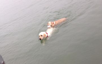 PICS: Dog swims out to sea to rescue his blind friend