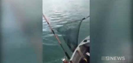 VIDEO: Irishman catches a Kangaroo while fishing and the Australian news report it
