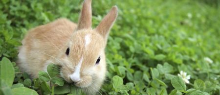 PIC: This Co. Tyrone bunny is going viral after being swept onto a rooftop by Storm Gertrude