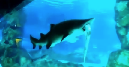 VIDEO: Female shark eats male shark in aquarium and swallows it whole