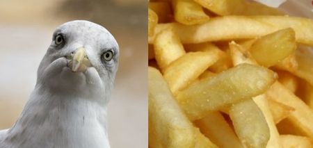 A seagull army, chips and this train combine for one of the best stories that you’ll hear today