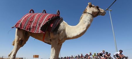 PICS: There was a camel casually wandering around a car park in Limerick today
