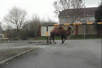 PICS: The escaped camel decided to stop for a McDonald’s in Limerick