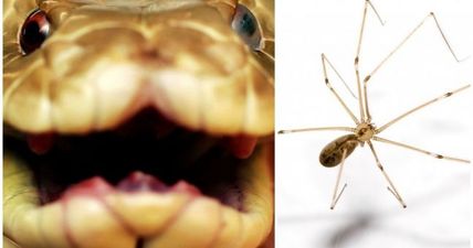 PIC: Tiny spider takes on venomous brown snake… and wins