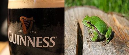 PIC: Yet another Guinness hybrid! This time it’s Guinness and Fat Frog in a Tipperary pub