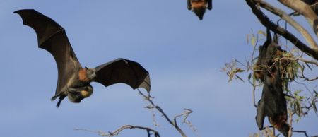 PIC: This election poster in Dublin Bay South is completely ‘batty’