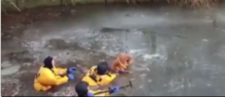 VIDEO: Watch brave firefighters save a dog from drowning beneath the ice in a lake