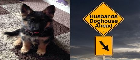 PIC: This ad about a man’s dog and his wife in Dingle has gone viral and it’s absolutely hilarious