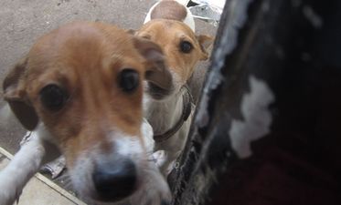 PICS: The ISPCA managed to rescue these desperately malnourished dogs in Wicklow just in time