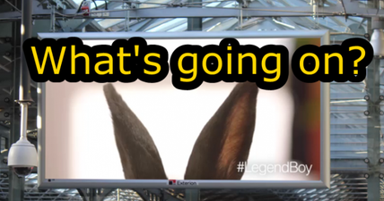 VIDEO: We’ve finally solved the #LegendBoy rabbit mystery