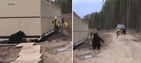 VIDEO: Man dresses up in a bear suit at work, scares the bejesus out of his colleague