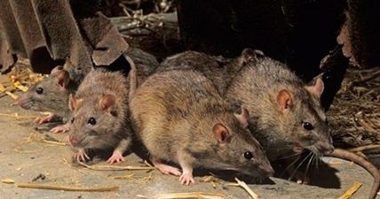 The worst counties in Ireland for rat infestations have been revealed
