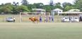 WATCH: This Bull invading a football match in Australia is scary stuff