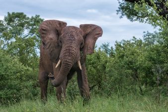 PICS: Nothing to see in Dublin today, just a few elephants casually strolling around