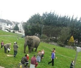 PICS: Several people arrested in Dublin after protests against a circus sparks violence