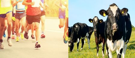 PIC: This April Fools’ prank about cows and a half marathon in Wexford is our favourite by far