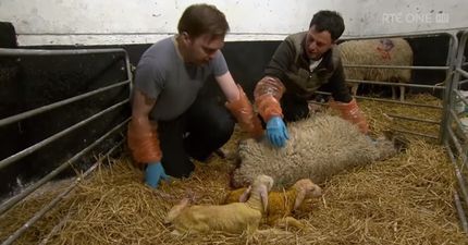 VIDEO: Bernard O’Shea helped deliver two newborn lambs live on the Late Late last night