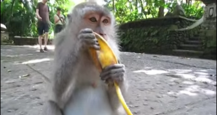 The largest container ship ever to call to an Irish Port is arriving into Cork and its cargo is pretty bananas