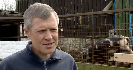 VIDEO: Pigs get frisky behind politician during live TV broadcast