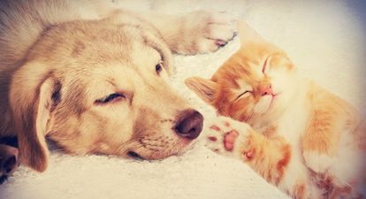 Does your pet’s name feature in the most popular pet names of 2016?