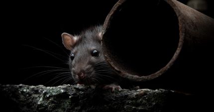 Cork residents warned to be on alert after man has bum bitten by rat while sitting on toilet
