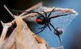 A Sydney worker was given a very nasty surprise by a redback spider when sitting on the toilet
