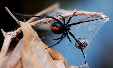 A Sydney worker was given a very nasty surprise by a redback spider when sitting on the toilet
