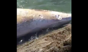 VIDEO: Upsetting footage from Kerry shows dead whale washed up on shore