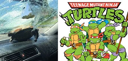 PICS: Rogue turtle flies through car windscreen before walking away unscathed