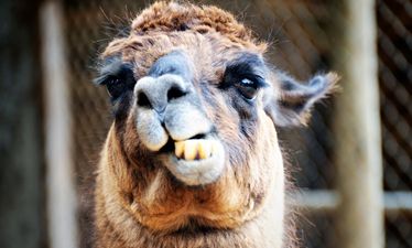 VIDEO: Cork man tries to feed llama at the Cliffs of Moher, llama really doesn’t react well