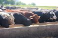 PIC: These 21 cattle were killed from one single lightning strike