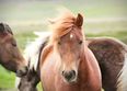 WATCH: This Galway farmer has a very unique method of walking his horse between fields