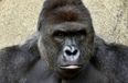 GRAPHIC CONTENT: A gorilla has been shot dead after a child fell into its pen at a zoo