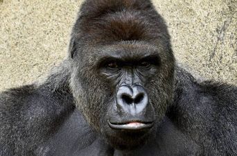 GRAPHIC CONTENT: A gorilla has been shot dead after a child fell into its pen at a zoo