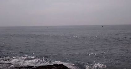 VIDEO: Cork man captures this majestic footage of dolphins in Inchydoney