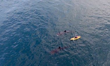 WATCH: More amazing footage of basking sharks in Ardmore