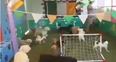 VIDEO: Dogs at Wicklow’s Doggie Lodge get ready for the Euros by playing an all-dog football match